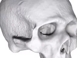 3D Scan of small skull.