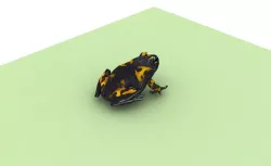 a   frog Low-poly  3D model