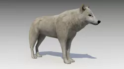 Arctic wolf Low-poly  3D model