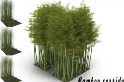 Bamboo corridor 3D model