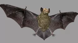 Bat animation Low-poly  3D model