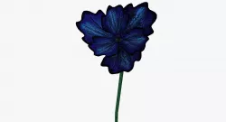 Blue poppy 3D model