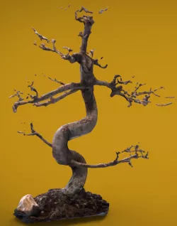 Bonsai 3D model