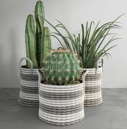Cactus set 3D model