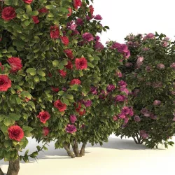  Camellia kollection 3D model