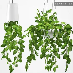 Hanging plants 131 3D model