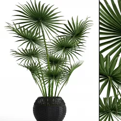 Palm tree 3D model