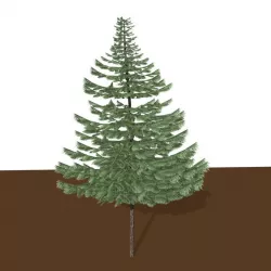 Pine tree 3D model