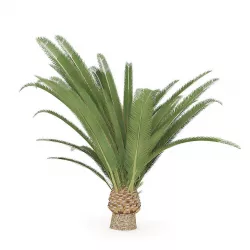 Pineapple Palm 3D model
