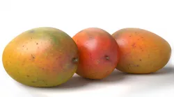 Realistic Mango 3D model