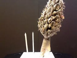 seed from magnolia tree