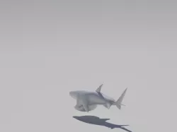 Shark Bottle Opener