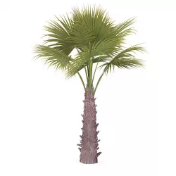 Windmill Palm 3D model
