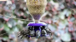 Bird Feeder PTE soda bottle