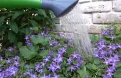 Nozzle for Watering Can