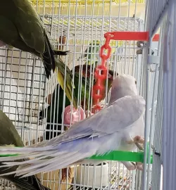 Twist in chain toy for small birds - low support material needed