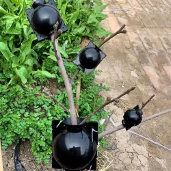 Plant Root Growing Box
