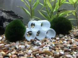 Shrimp Tubes (with / without feet) for Aquarium / Fish Tank