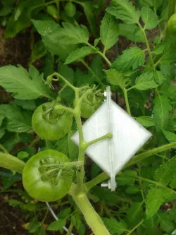 Tomato Mold