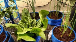 Basic Low Profile Planter