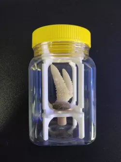 Frag holders for honey jar