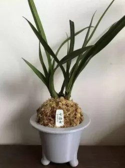 Furan Orchid Pot