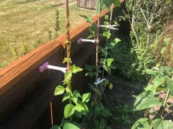 Garden Cane Holder