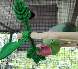 Naturalistic wood branch bird perch with spinner toy, clip in for welded wire mesh in inches