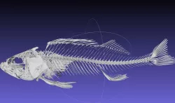 Perch Skeleton Model (Perca flavescens)