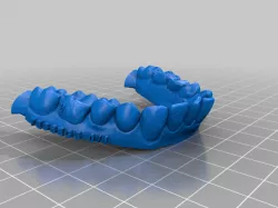 Sample Dental Models Prepped for Printing