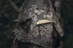 Stream Trout Lure: twitch minnow 50mm 3.5 g (sinking)
