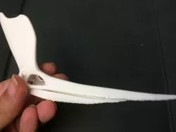 geosternbergia/pteranodon sternbergi skull