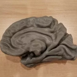 HUMAN BRAIN MODEL