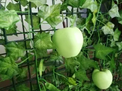 Magnetic Apple