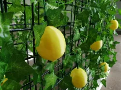 Magnetic Lemon