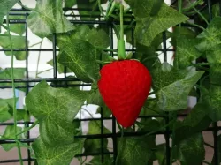 Magnetic strawberry