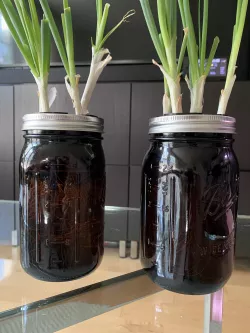 Mason Jar Scallion Grow Pods