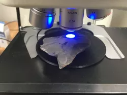 Microscope tray for in situ studies