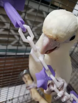 Bird toy: Chain, rattle, charms for 0.5, 1.0, and 2.0 in welded wire.