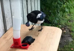 BirdBox