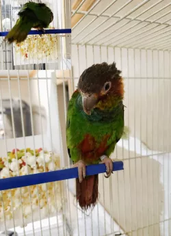 Foraging hopper and puzzle feeder, various cage wire sizes and spaces