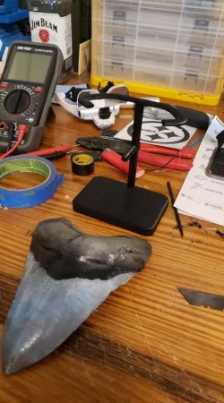 Megalodon Tooth Stand