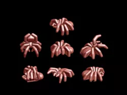 Spiders