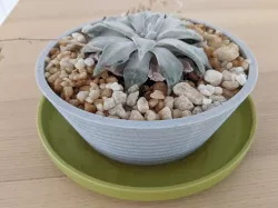 Spiral Planters