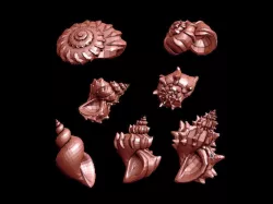Spiral Shells