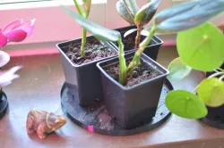 Water Collector for Plants · Plant Tray · Vase mode
