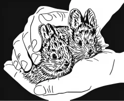 Rabbits stencil