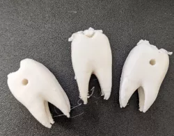 Tooth Bead