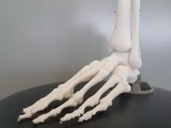 Anatomical Skeletal Foot - Fully Articulated
