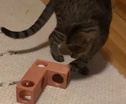 Modular cat toy